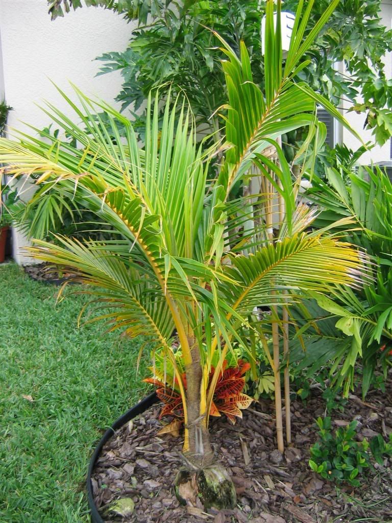 My zone 9B garden DISCUSSING PALM TREES WORLDWIDE PalmTalk